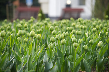 Tulip field in the early stages of blooming