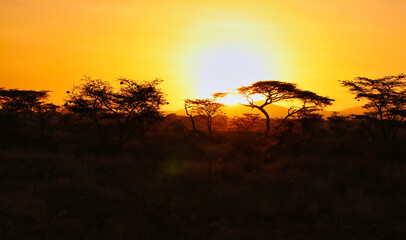 A fiery sunset over the scenic samburu reserve dotted with acacia trees and magnificent wildlife...