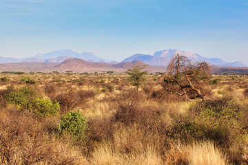 Mount Ololokwe,sacred to the local Samburu tribe dominates the vast Samburu reserve seen here in...