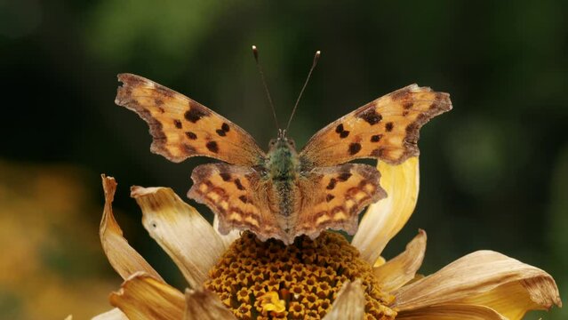 Orange Comma Butterfly resting on Drought Sunflower in sunlight. Close up macro shot.