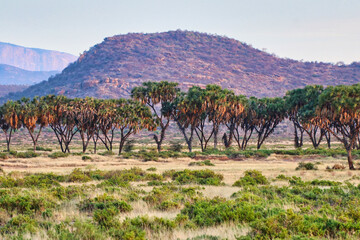 Doum palms line the shores of the Ewaso Ngiro river, the lifeline of the vast Samburu reserve at...