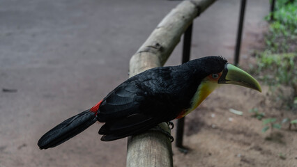 A beautiful Ramphastos dicolorus green-billed toucan sits on a perch in a tropical garden. A bird...