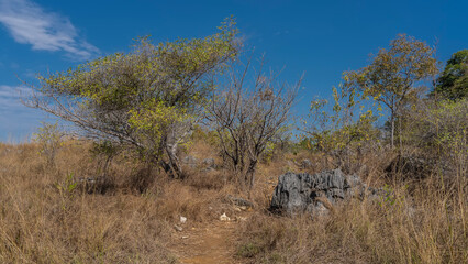 A dirt path climbs the hill. The trees grow among the yellowed tall grass. Bizarre karst limestone boulders are scattered. Clear blue sky. Madagascar. The road to Tsingy De Bemaraha