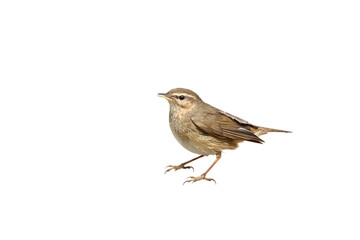 Dusky Warbler standing isolated on transparent background png file