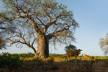 Deurstickers A big old baobab tree among the green trees by sea on the coast in Kenya. Diani Beach, Kenya. © diy13