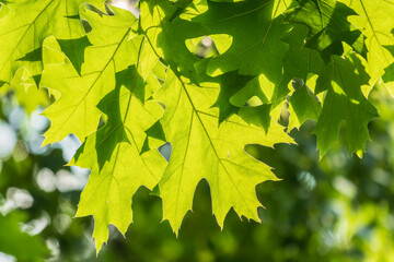 Branches of the northern red oak with green serrated leaves, summer background