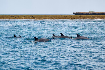 Obraz premium A pod of Dolphins off coast of Muscat in Oman