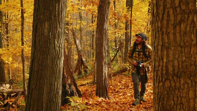 Man walking through forest during autumn stops to take photos of trees.