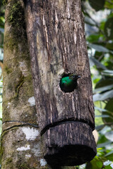 Female Quetzal in nest