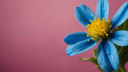 Close Up Of Blue Flower With A Yellow Center Against A Pink Background
