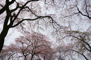 ピンクの桜