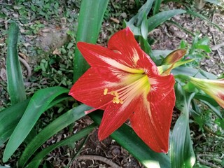 Amaryllis flower