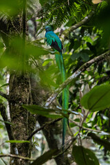 Male Quetzal in Guatemala