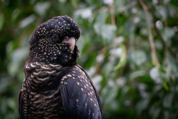 Portrait of a Red-Tailed Black Cockatoo