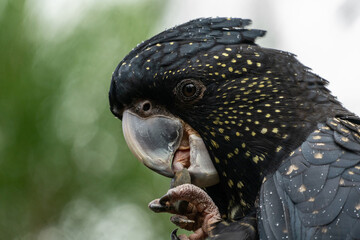 Portrait of a Red-Tailed Black Cockatoo © agcreationsnz