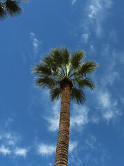 palm tree in the sky