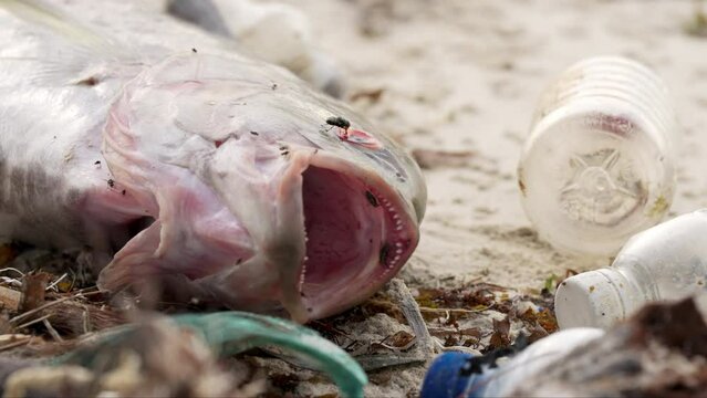 dead fish among plastic waste on polluted beach, ocean pollution