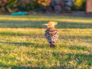 Eurasian hoopoe or Common hoopoe (Upupa epops) bird close-up on natural green grass background