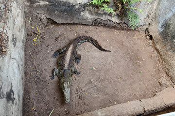 Top view Crocodile on water surface, view from above. - obrazy, fototapety, plakaty