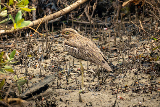 A Sleepy-looking Senegalese Thicknee Burhinus senegalensis standing on bank