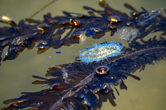 Velella (velella velella) or (by-the-wind sailor)  Velella (aka by-the-wind sailor). Blue jellyfish on underwater.