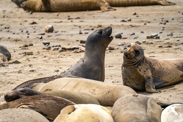 Elephant seals roar at each other, Point Reyes, California