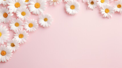 Concept with a minimal look. Daisy chamomile blooms in white against a soft pink background. Concepts of spring, summer, and a creative lifestyle. Copy top view, flat lay, copy space. .