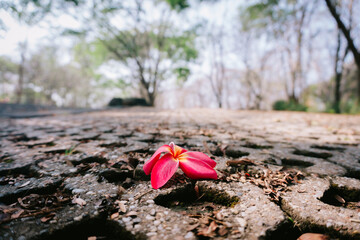 red rose on the ground