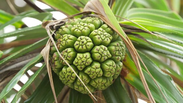 Close-up of screwpine fruit on tree, pandanus tectorius, traditional island food