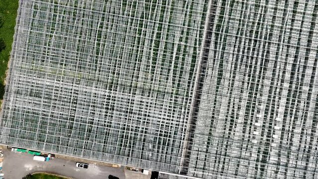 Top View Of Massive Agricultural Greenhouse In Surrey, BC, Canada. aerial shot