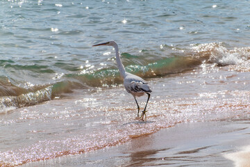 White Western Reef Heron (Egretta gularis) at Sharm el-Sheikh beach, Sinai, Egypt