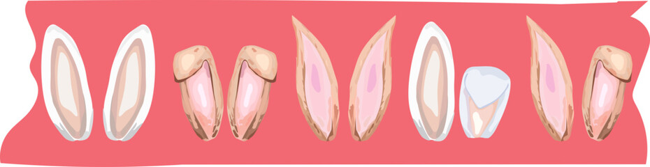 Cute bunny washi tape on transparent background.