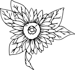 Hand drawn sunflower illustration, Transparent background.
