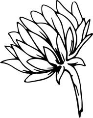 Hand drawn sunflower illustration, Transparent background.
