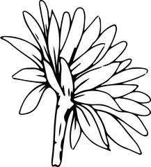 Hand drawn sunflower illustration, Transparent background.
