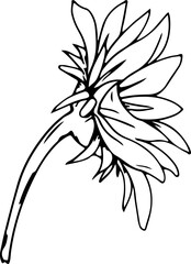 Hand drawn sunflower illustration, Transparent background.
