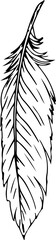 Hand drawn feather illustration on transparent background.
