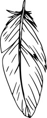 Hand drawn feather illustration on transparent background.
