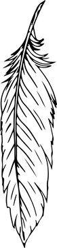 Hand drawn feather illustration on transparent background.

