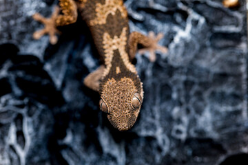 ルゴッサフトユビヤモリ