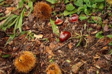 Matured chestnuts on the grond