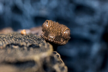 ルゴッサフトユビヤモリ