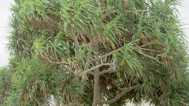 pandanus tectorius tree on beach with screwpine or hala fruits hanging 
