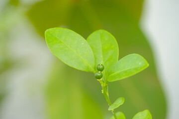 Forerunner of orange fruit on tree. Latin name is citrus microcarpa bunge