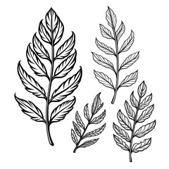 collection of leaves,png
