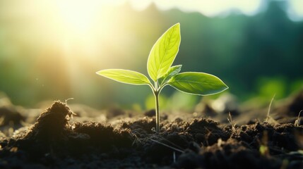 A small green plant is growing in the dirt. The plant is surrounded by dirt and has a few leaves. The sun is shining on the plant, making it look bright and healthy