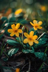 Three yellow flowers are in a field of green grass. The flowers are small and delicate, and they are surrounded by leaves and grass. The image has a peaceful and serene mood