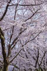 満開を迎えた桜の花 ソメイヨシノ