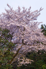 満開を迎えた桜の花 ソメイヨシノ