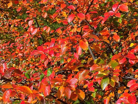 Autumn leaves red yellow orange colors cotoneaster bush.